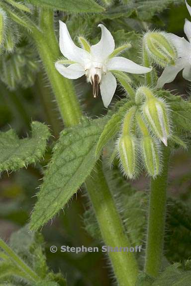 borago officinalis 3 graphic